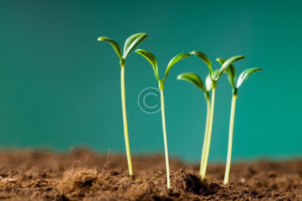 bigstock-Green-seedling-illustrating-co-14319230.jpg