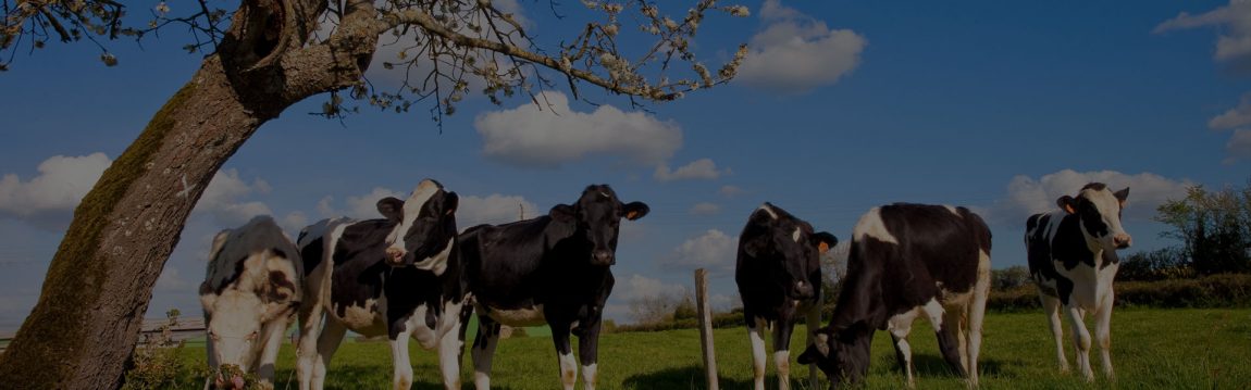 vache-newsletter-agri-glaces.jpg